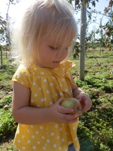 Fiona picking apples at a farm on Long Island, New York, 22 September 2012.